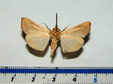 Oraesia emarginata